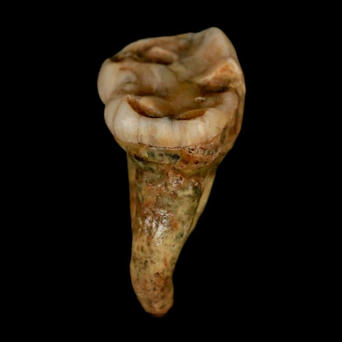 1.4" Extinct Cave Bear Ursus Spelaeus Pre-Molar Tooth Rooted Pleistocene Age COA