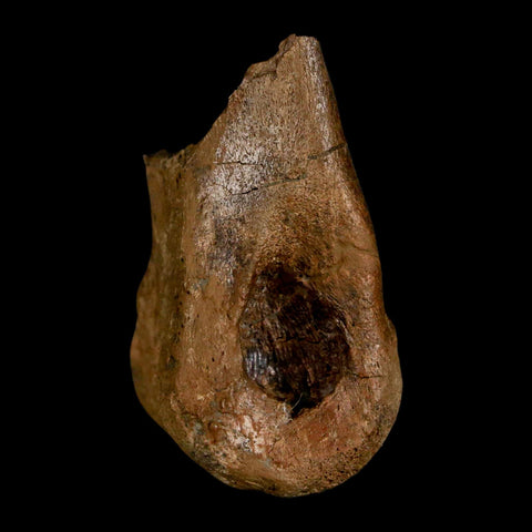 1.5" Tyrannosaur Fossil Toe Bone Cretaceous Dinosaur Judith River FM Montana COA - Fossil Age Minerals
