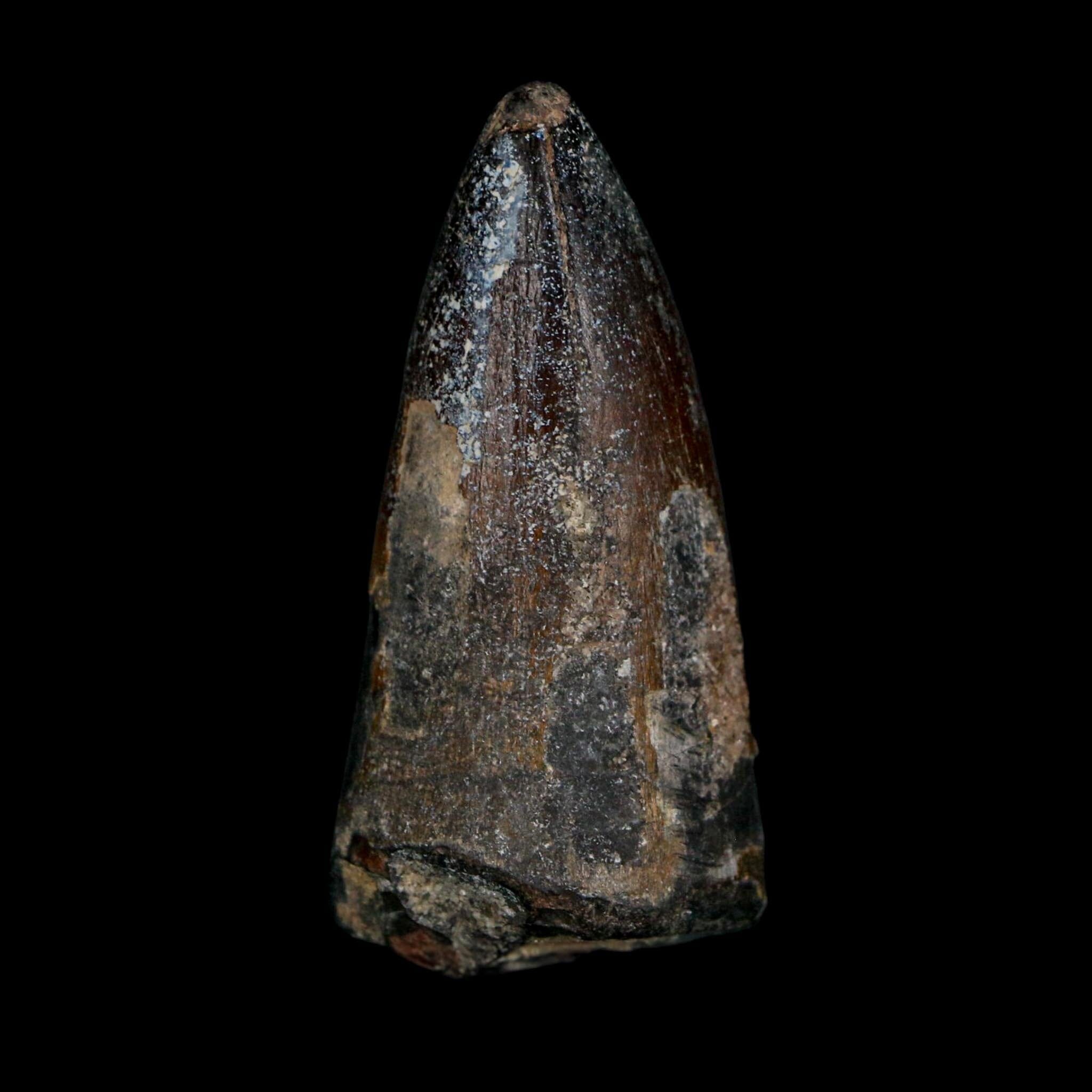 2.3" Sarcosuchus Imperator Crocodile Fossil Tooth Elrhaz FM Cretaceous Niger COA - Fossil Age Minerals
