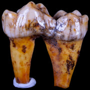 1.3" Extinct Cave Bear Ursus Spelaeus Pre-Molar Tooth Rooted Pleistocene Age COA