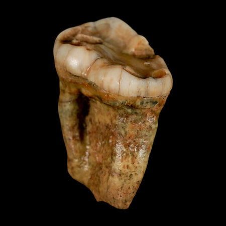 1.4" Extinct Cave Bear Ursus Spelaeus Pre-Molar Tooth Rooted Pleistocene Age COA