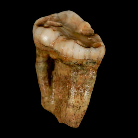 1.4" Extinct Cave Bear Ursus Spelaeus Pre-Molar Tooth Rooted Pleistocene Age COA