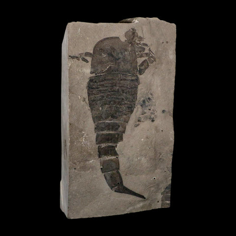 6.1" Eurypterus Sea Scorpion Fossil Eurypterid Silurian 420 Mil Yrs Old New York Stand - Fossil Age Minerals