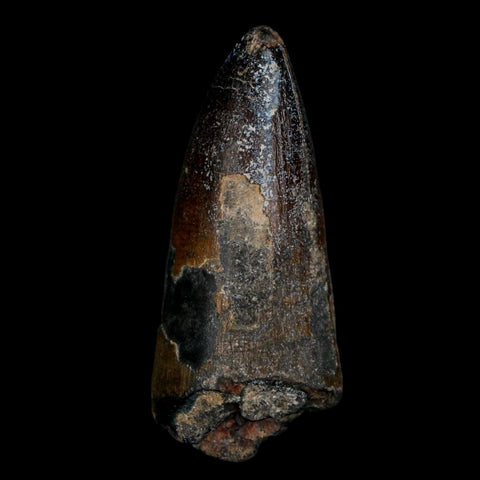 2.3" Sarcosuchus Imperator Crocodile Fossil Tooth Elrhaz FM Cretaceous Niger COA