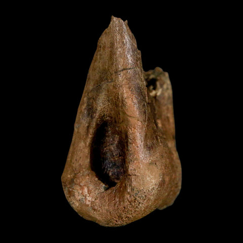 1.5" Tyrannosaur Fossil Toe Bone Cretaceous Dinosaur Judith River FM Montana COA - Fossil Age Minerals