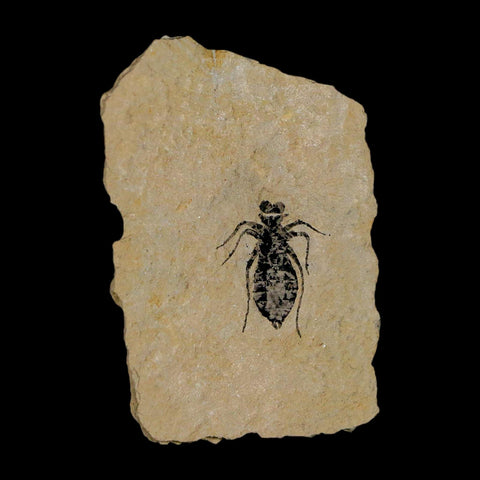 0.7" Dragonfly Larvae Fossil Libellula Doris Plate Upper Miocene Piedmont Italy Display - Fossil Age Minerals