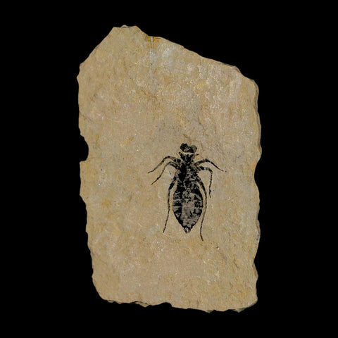 0.7" Dragonfly Larvae Fossil Libellula Doris Plate Upper Miocene Piedmont Italy Display - Fossil Age Minerals