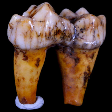 1.3" Extinct Cave Bear Ursus Spelaeus Pre-Molar Tooth Rooted Pleistocene Age COA