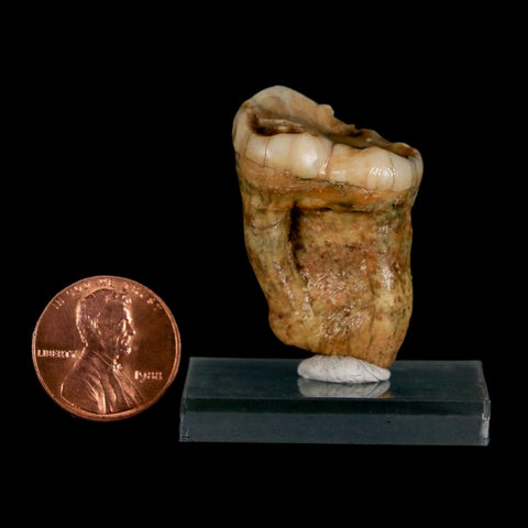 1.4" Extinct Cave Bear Ursus Spelaeus Pre-Molar Tooth Rooted Pleistocene Age COA