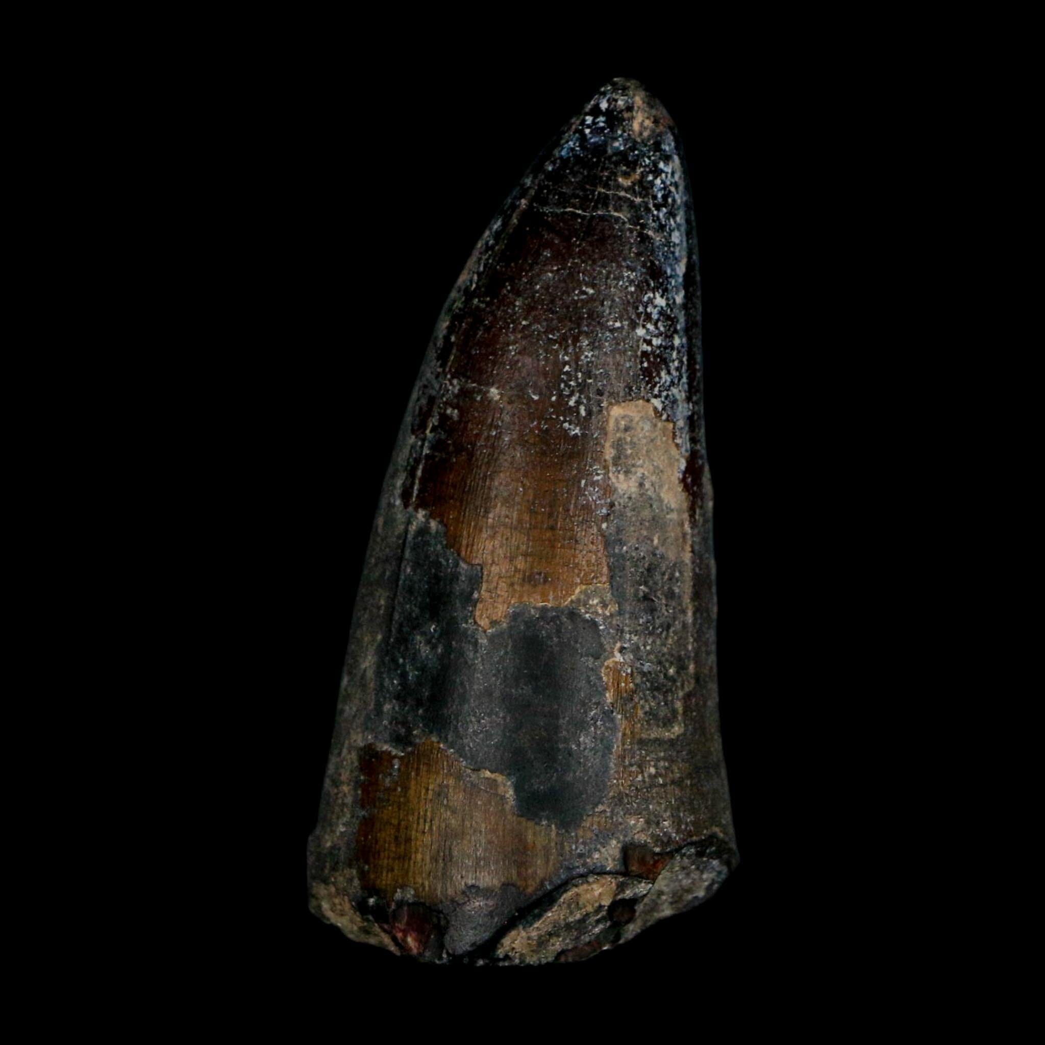 2.3" Sarcosuchus Imperator Crocodile Fossil Tooth Elrhaz FM Cretaceous Niger COA - Fossil Age Minerals