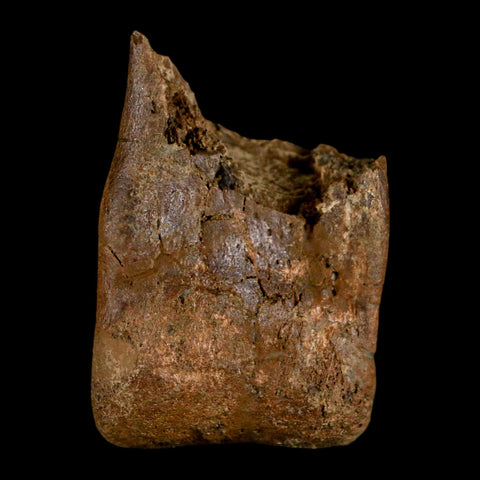 1.5" Tyrannosaur Fossil Toe Bone Cretaceous Dinosaur Judith River FM Montana COA - Fossil Age Minerals