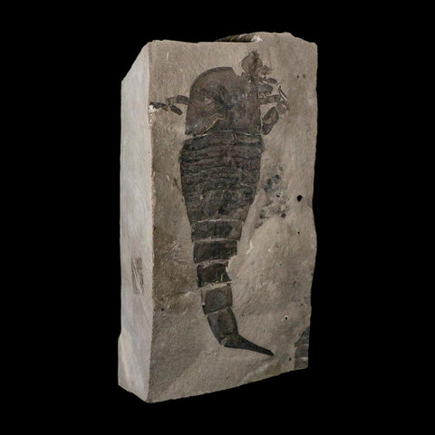 6.1" Eurypterus Sea Scorpion Fossil Eurypterid Silurian 420 Mil Yrs Old New York Stand - Fossil Age Minerals