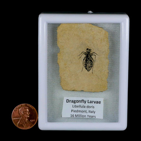 0.7" Dragonfly Larvae Fossil Libellula Doris Plate Upper Miocene Piedmont Italy Display - Fossil Age Minerals