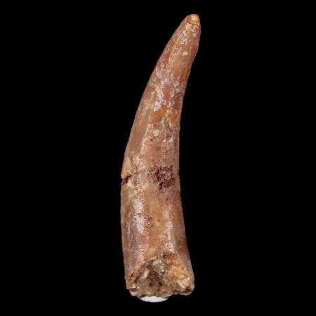 1.2" Pterosaur Coloborhynchus Fossil Tooth Upper Cretaceous Morocco COA & Display