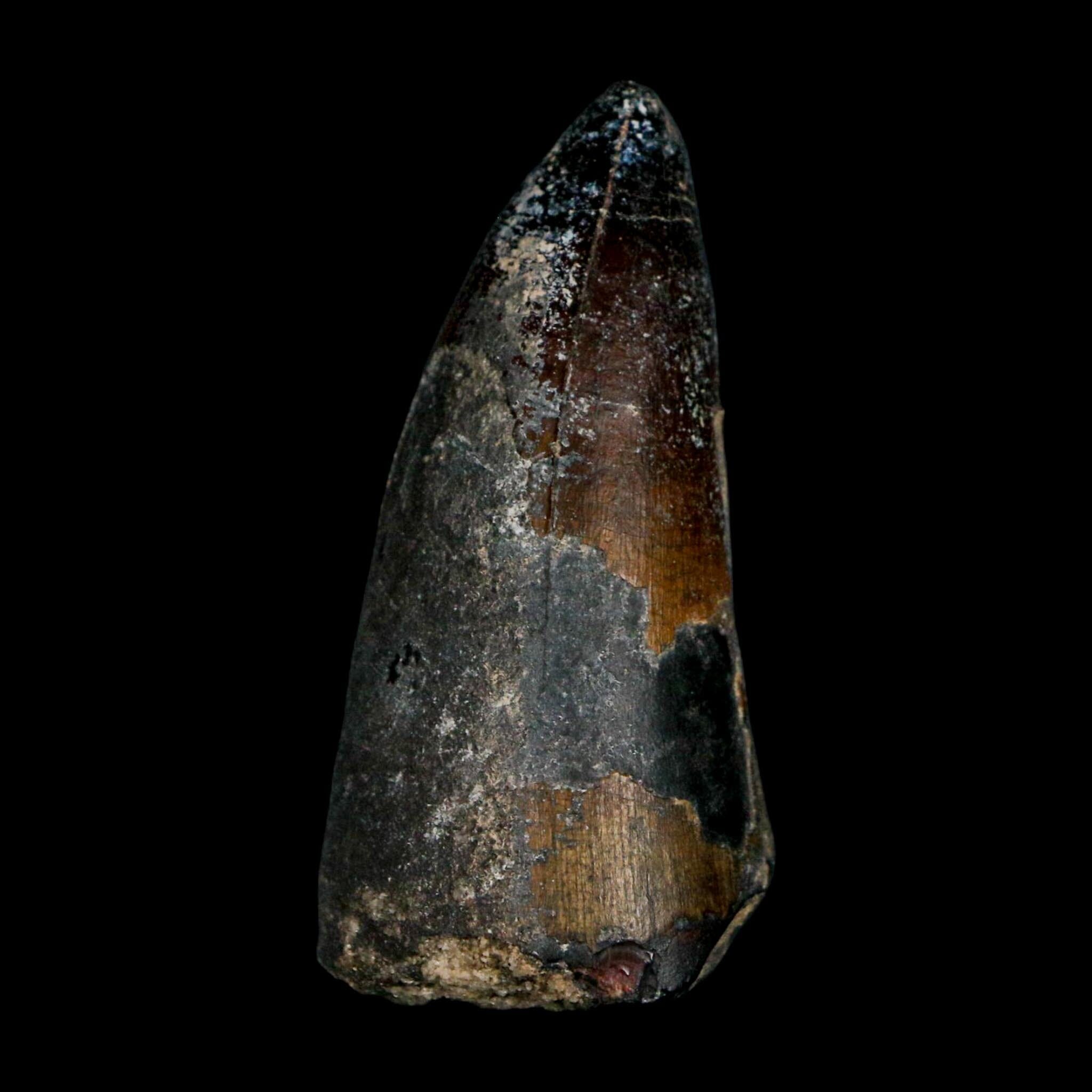 2.3" Sarcosuchus Imperator Crocodile Fossil Tooth Elrhaz FM Cretaceous Niger COA - Fossil Age Minerals
