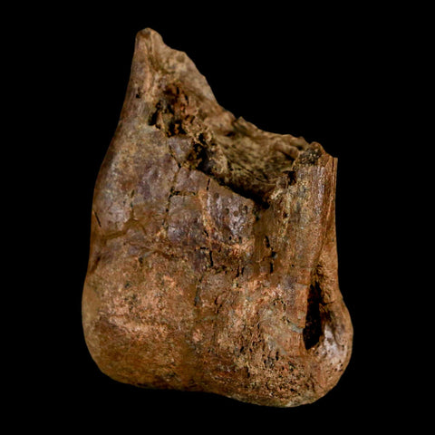 1.5" Tyrannosaur Fossil Toe Bone Cretaceous Dinosaur Judith River FM Montana COA - Fossil Age Minerals