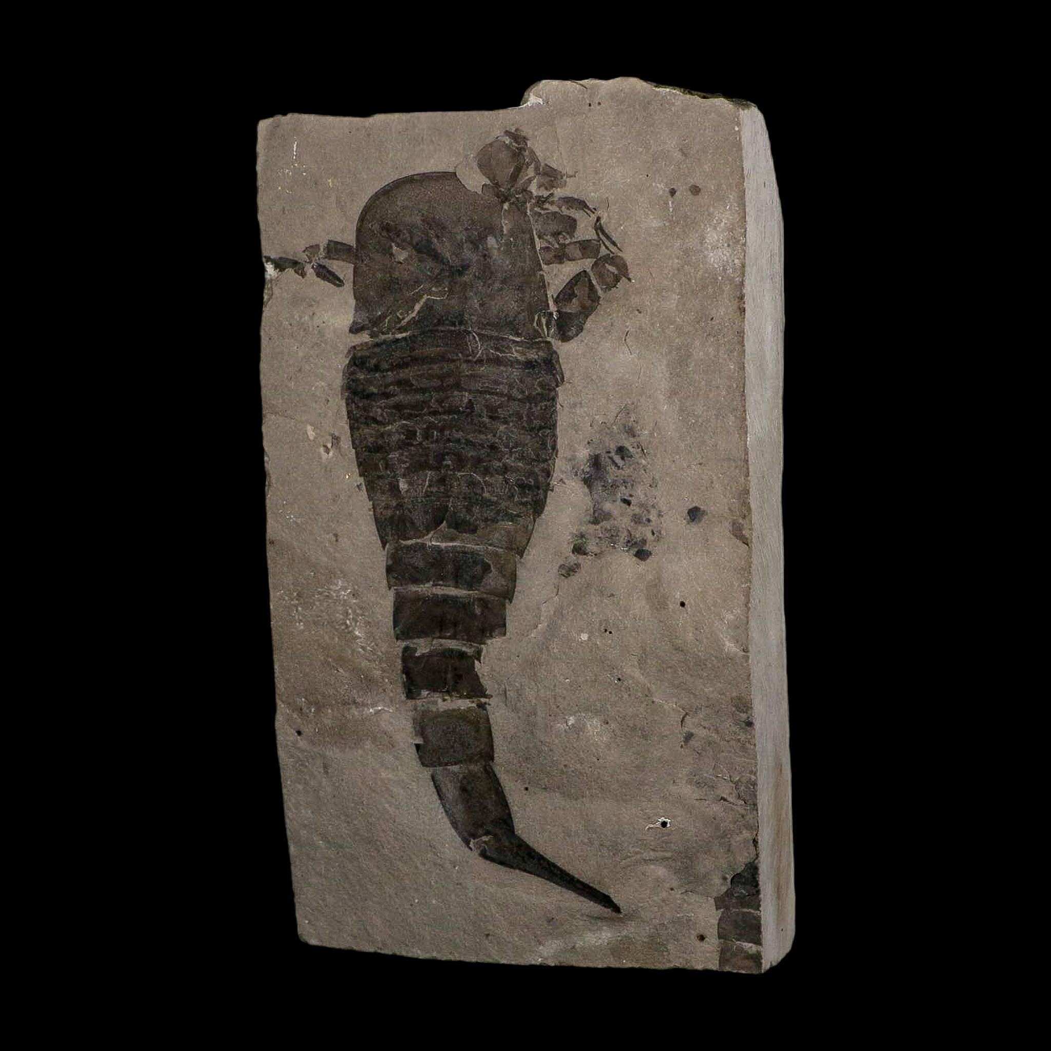 6.1" Eurypterus Sea Scorpion Fossil Eurypterid Silurian 420 Mil Yrs Old New York Stand - Fossil Age Minerals
