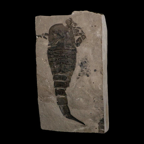 6.1" Eurypterus Sea Scorpion Fossil Eurypterid Silurian 420 Mil Yrs Old New York Stand - Fossil Age Minerals