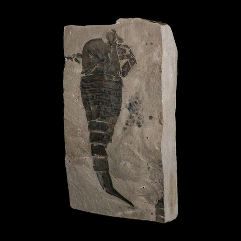 6.1" Eurypterus Sea Scorpion Fossil Eurypterid Silurian 420 Mil Yrs Old New York Stand - Fossil Age Minerals