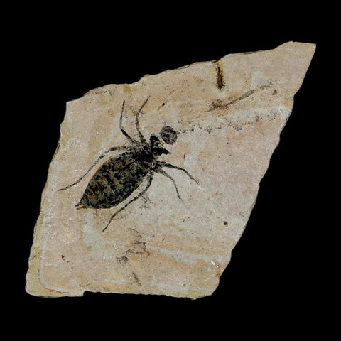 0.9" Dragonfly Larvae Fossil Libellula Doris Plate Upper Miocene Piedmont Italy Display - Fossil Age Minerals