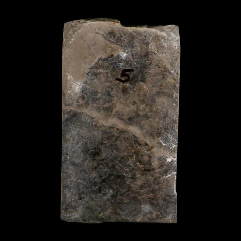 6.1" Eurypterus Sea Scorpion Fossil Eurypterid Silurian 420 Mil Yrs Old New York Stand - Fossil Age Minerals