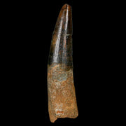 XL 3.3" Spinosaurus Fossil Tooth 100 Million Years Old Cretaceous Dinosaur COA