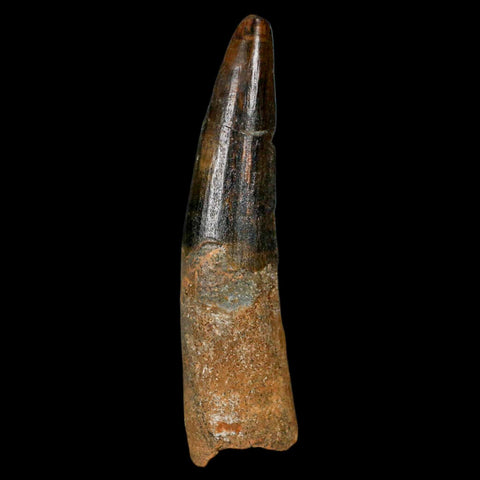 XL 3.3" Spinosaurus Fossil Tooth 100 Million Years Old Cretaceous Dinosaur COA - Fossil Age Minerals