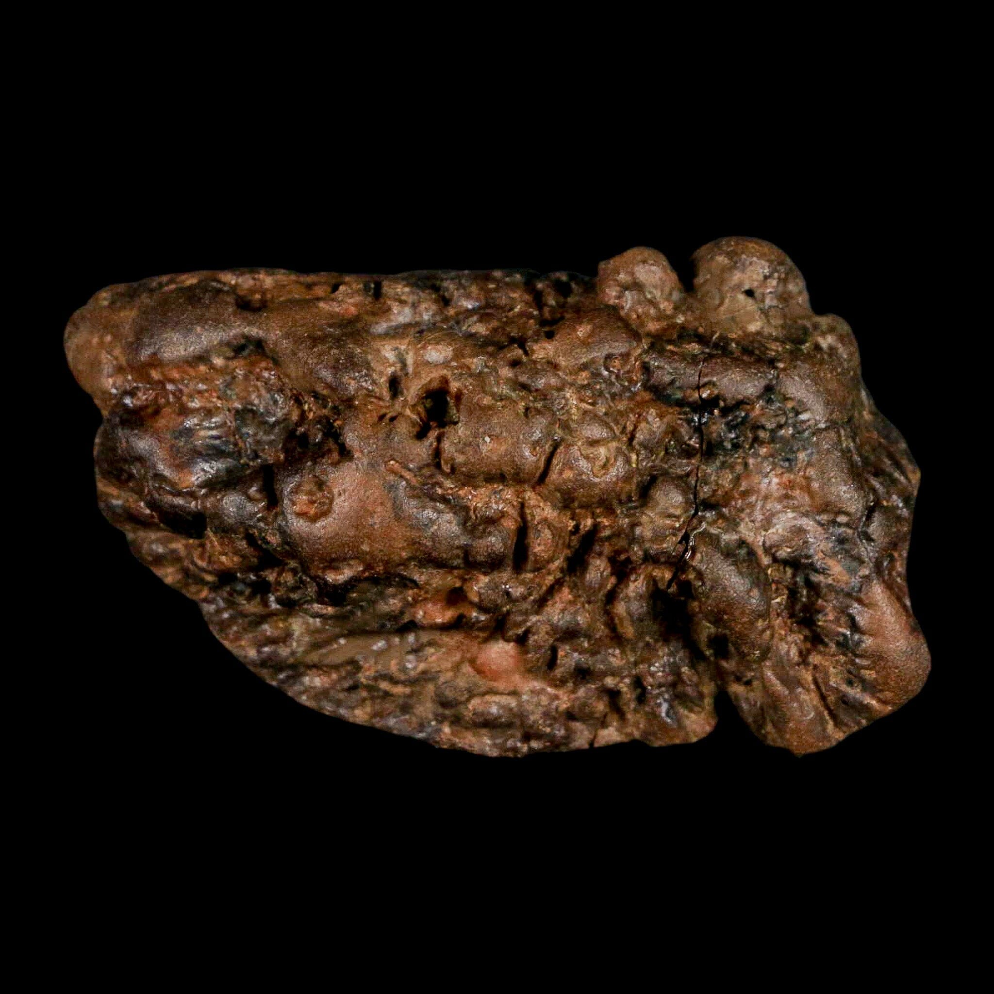 2.5" Pachycephalosaurus Fossil Skull Knobs Section Montana Cretaceous Dinosaur COA - Fossil Age Minerals