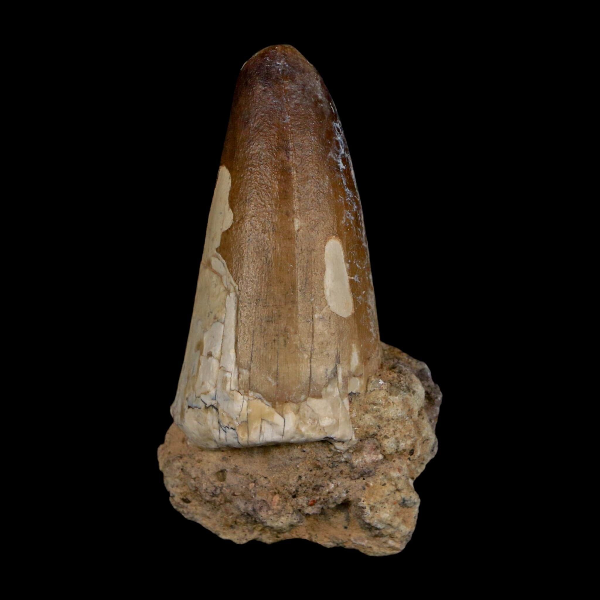 2.3" Sarcosuchus Imperator Crocodile Fossil Tooth Elrhaz FM Cretaceous Niger COA - Fossil Age Minerals