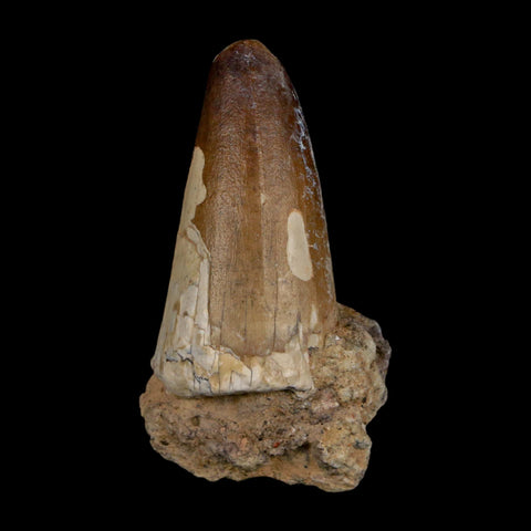 2.3" Sarcosuchus Imperator Crocodile Fossil Tooth Elrhaz FM Cretaceous Niger COA