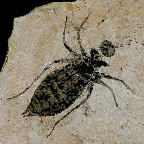 0.9" Dragonfly Larvae Fossil Libellula Doris Plate Upper Miocene Piedmont Italy Display - Fossil Age Minerals