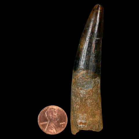 XL 3.3" Spinosaurus Fossil Tooth 100 Million Years Old Cretaceous Dinosaur COA - Fossil Age Minerals