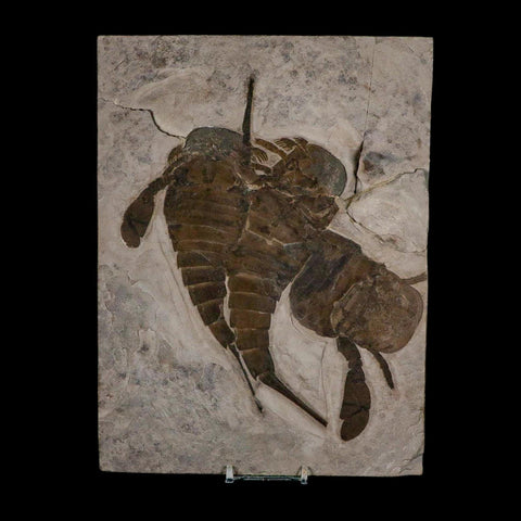 3 Three Eurypterus Sea Scorpion Fossil Eurypterid Silurian 420 Mil Yrs Old New York Stand - Fossil Age Minerals