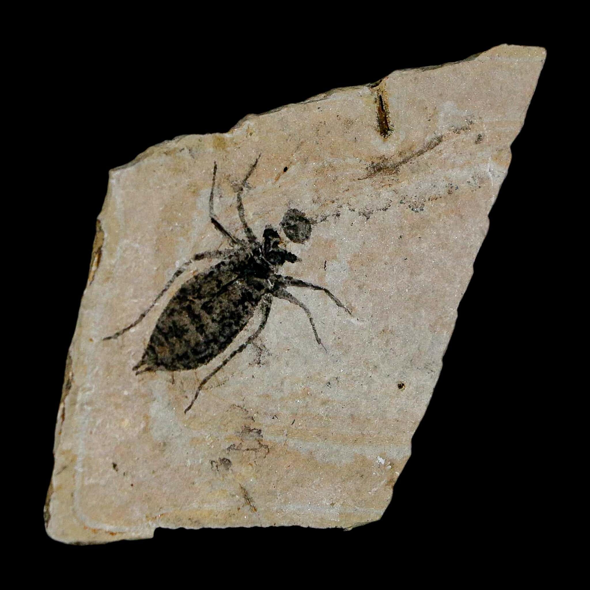 0.9" Dragonfly Larvae Fossil Libellula Doris Plate Upper Miocene Piedmont Italy Display - Fossil Age Minerals