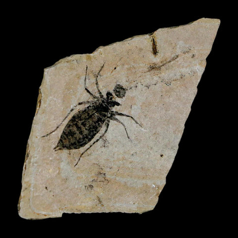 0.9" Dragonfly Larvae Fossil Libellula Doris Plate Upper Miocene Piedmont Italy Display - Fossil Age Minerals