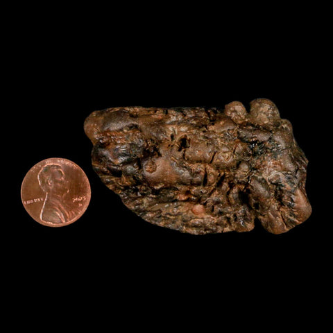 2.5" Pachycephalosaurus Fossil Skull Knobs Section Montana Cretaceous Dinosaur COA - Fossil Age Minerals