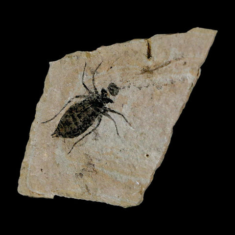0.9" Dragonfly Larvae Fossil Libellula Doris Plate Upper Miocene Piedmont Italy Display - Fossil Age Minerals