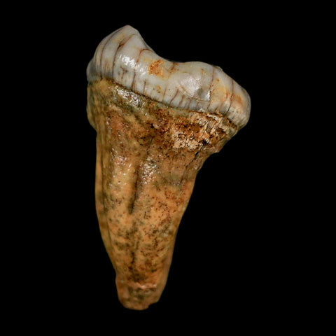 1.5" Extinct Cave Bear Ursus Spelaeus Pre-Molar Tooth Rooted Pleistocene Age COA