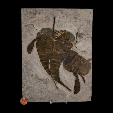 3 Three Eurypterus Sea Scorpion Fossil Eurypterid Silurian 420 Mil Yrs Old New York Stand - Fossil Age Minerals