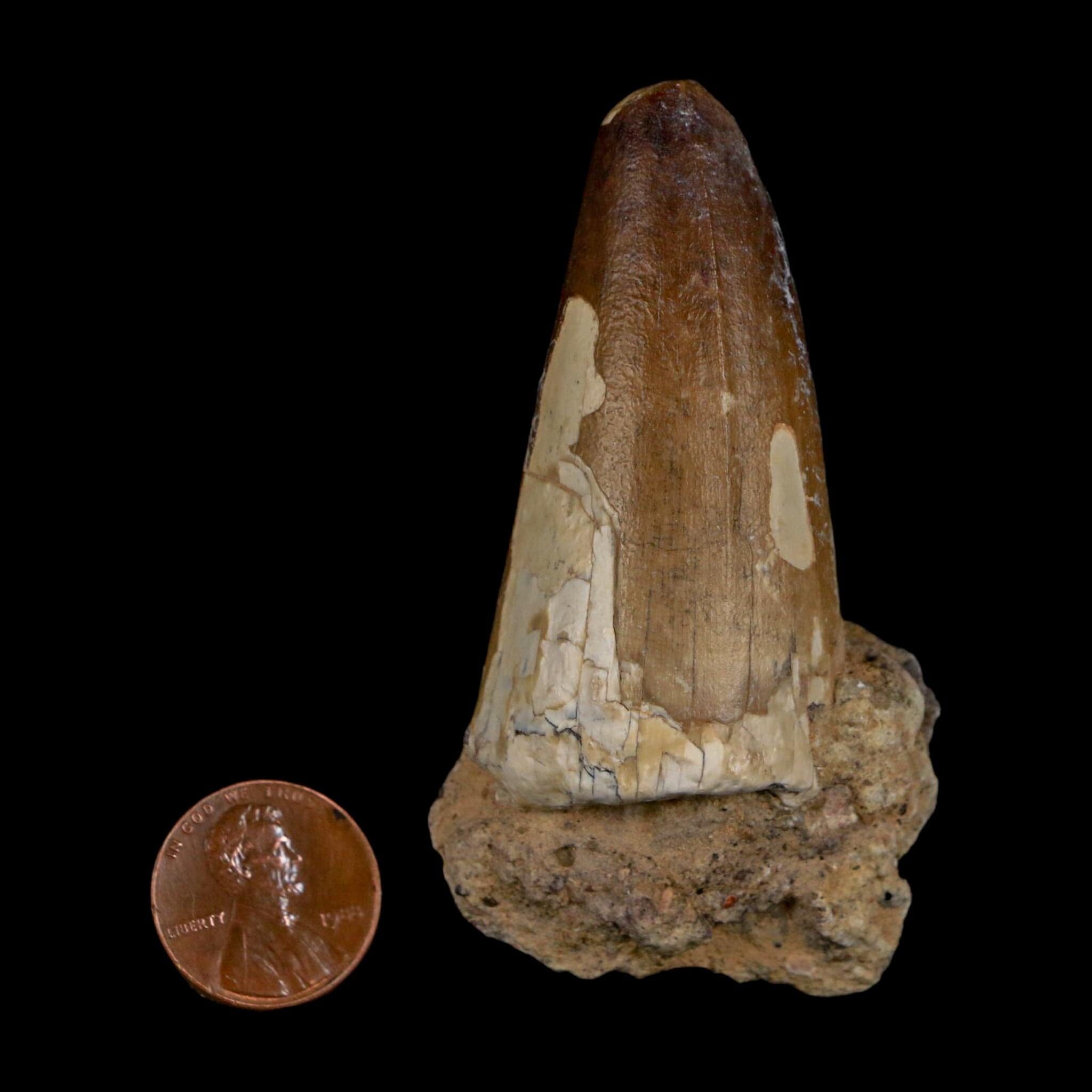 2.3" Sarcosuchus Imperator Crocodile Fossil Tooth Elrhaz FM Cretaceous Niger COA - Fossil Age Minerals