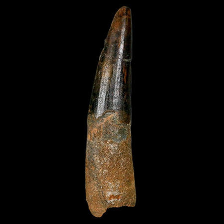 XL 3.3" Spinosaurus Fossil Tooth 100 Million Years Old Cretaceous Dinosaur COA