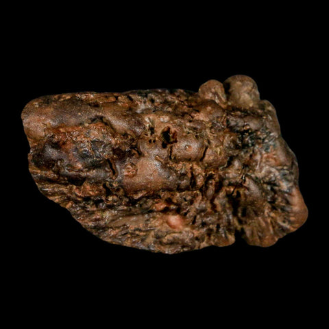 2.5" Pachycephalosaurus Fossil Skull Knobs Section Montana Cretaceous Dinosaur COA - Fossil Age Minerals