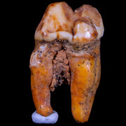 1.4" Extinct Cave Bear Ursus Spelaeus Pre-Molar Tooth Rooted Pleistocene Age COA