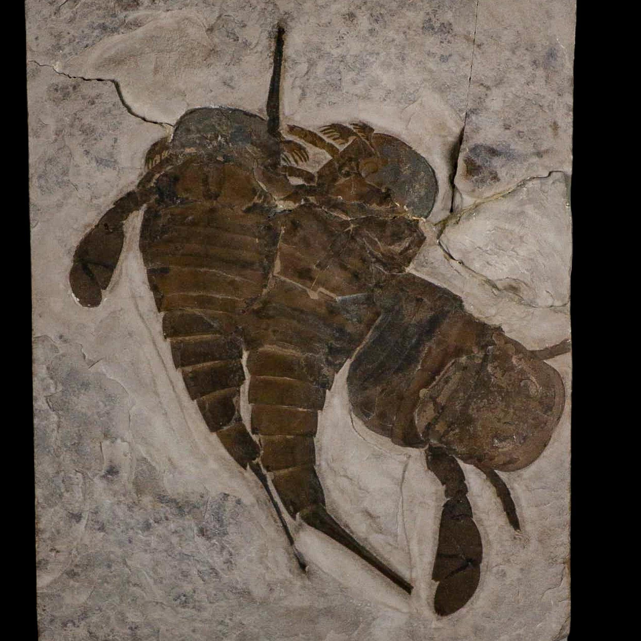 3 Three Eurypterus Sea Scorpion Fossil Eurypterid Silurian 420 Mil Yrs Old New York Stand - Fossil Age Minerals