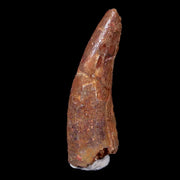 1.1" Pterosaur Coloborhynchus Fossil Tooth Upper Cretaceous Morocco COA & Display