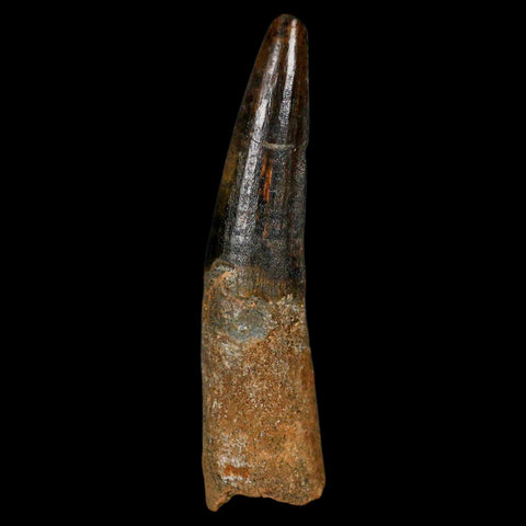 XL 3.3" Spinosaurus Fossil Tooth 100 Million Years Old Cretaceous Dinosaur COA - Fossil Age Minerals