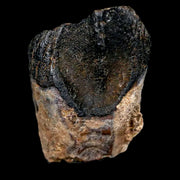 0.6" Triceratops Fossil Tooth Lance Creek FM Cretaceous Dinosaur WY COA Display