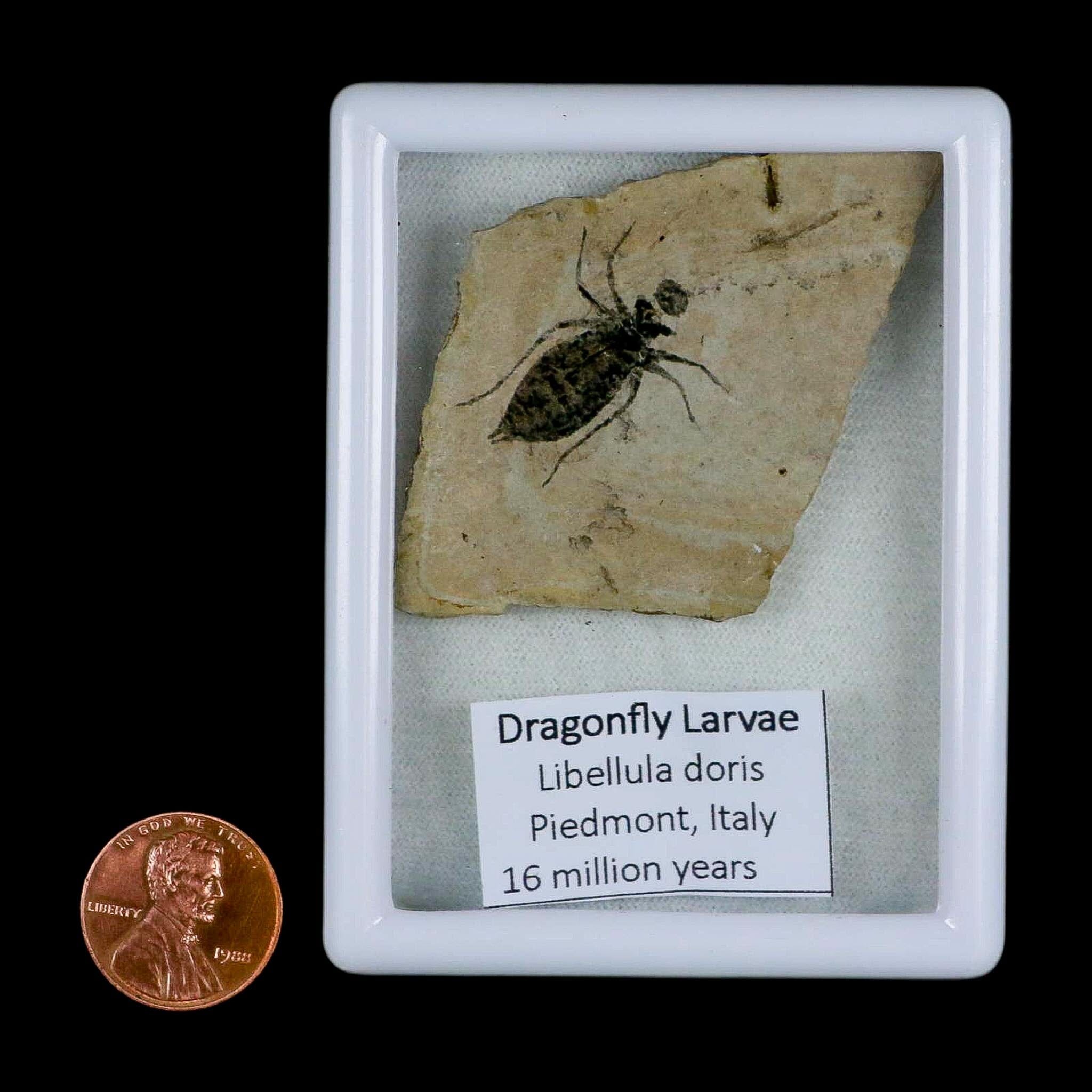 0.9" Dragonfly Larvae Fossil Libellula Doris Plate Upper Miocene Piedmont Italy Display - Fossil Age Minerals