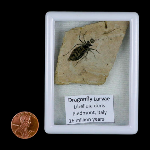 0.9" Dragonfly Larvae Fossil Libellula Doris Plate Upper Miocene Piedmont Italy Display - Fossil Age Minerals