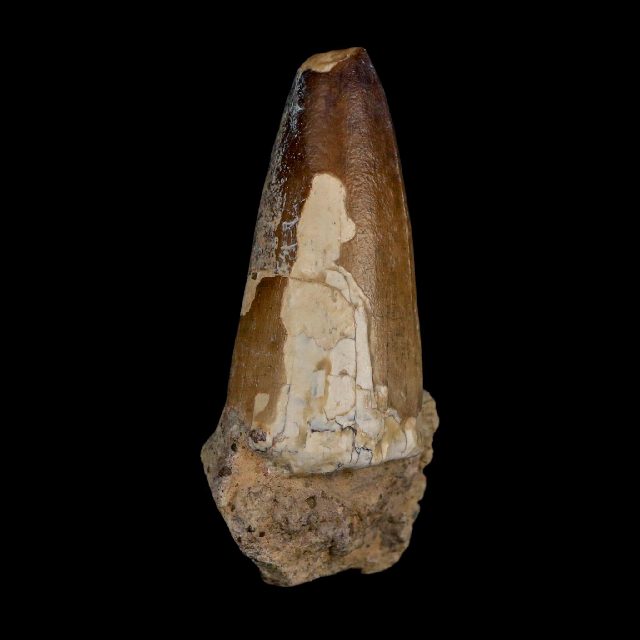 2.3" Sarcosuchus Imperator Crocodile Fossil Tooth Elrhaz FM Cretaceous Niger COA - Fossil Age Minerals